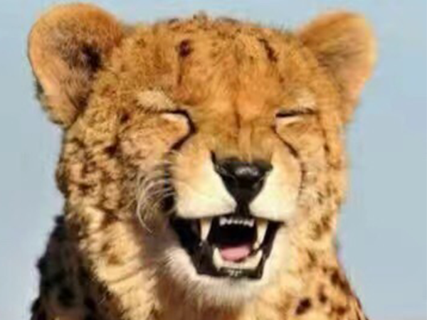 瓜子故事丨愿你學(xué)會(huì)，笑著低下頭！